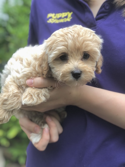 Absolutely adorable and cute golden Bichoodle puppy dog held in arms at Puppy Shack Brisbane.